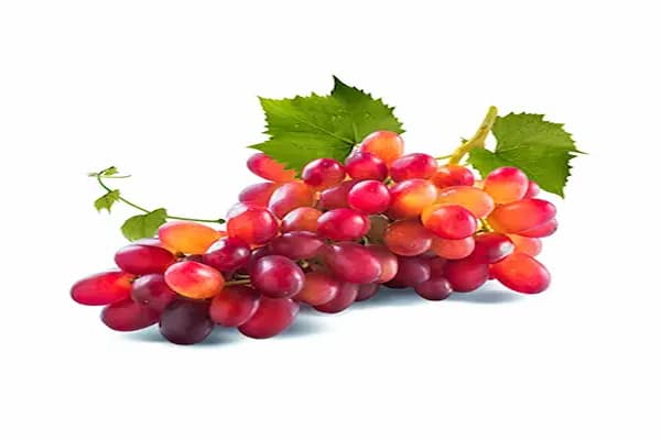 تصویر 2 از فروش انگور فخری مراغه + قیمت خرید به صرفه